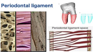 Periodontal ligament [upl. by Mauricio]