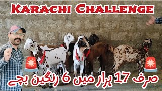 Cheapest and Colourful KARACHI CHALLENGE for 2025 session [upl. by Aihsemek]