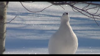 Winter Willow Ptarmigan partridge feeding [upl. by Itsrik26]