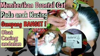 cara memberikan drontal pada anak kucing Drontal Cat untuk kitten Perawatan Kucing [upl. by Addiego]