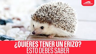 LOS 4 MEJORES CONEJOS PARA TENER COMO MASCOTA [upl. by Saffren]