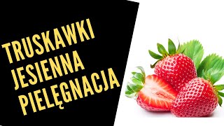 Truskawki jesienna pielęgnacja  pozyskanie sadzonek 🍓🍓🍓 [upl. by O'Callaghan]