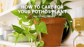 How To Care for Your Pothos  Apartment Therapy [upl. by Penny]