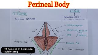 Perineal Body  Perineum 26 [upl. by Necila824]