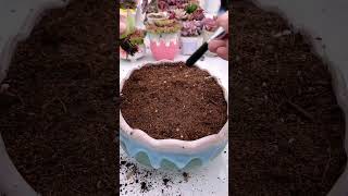 Replant succulents in pot shortvideo succulent houseplant nature plants garden [upl. by Ninette]