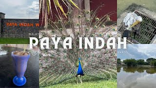 Paya Indah Wetlands Adventure Discovering Malaysias Breathtaking Wildlife and Scenic Landscapes [upl. by Raybin]