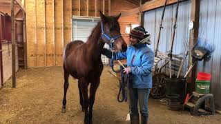 First Time Show Halter Training With Two Yearling Colts [upl. by Shelli]