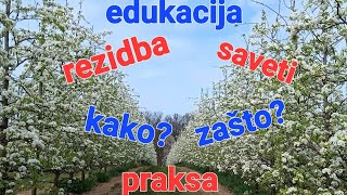 Edukacija uživo sa terena rezidba šljive pruning plum agriculture agro [upl. by Corb]