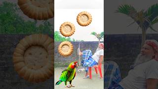 Rounding coconut biscuits to Duck Peacock Pigeon amp Parrot  Birds names magic video [upl. by Laverna]