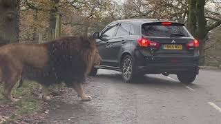 Lions Rhinos and Tiger  Knowsley Safari Park in Winter [upl. by Corie440]