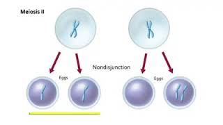 Non Disjunction in Meiosis  Non disjunction Meiosis [upl. by Shurwood]