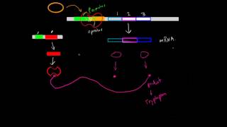 Negative InducibleRepressible Operons [upl. by Chico]