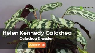 Calathea Helen Kennedy  Calathea Dressleri  Dresslers Calathea [upl. by Donielle]