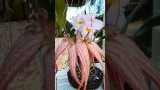 Bulbophyllum Elizabeth Ann quotBuckleberryquot [upl. by Nishi791]