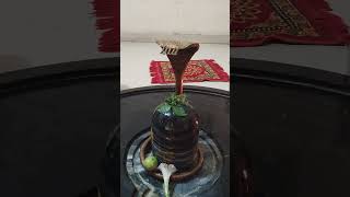 Mahadev shiv shankar pratyay aarti narmdeshwarmahadev [upl. by Tudela]