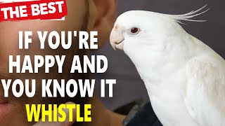 If Youre Happy and You Know It Whistling  Cockatiel Singing Training [upl. by Kamila596]