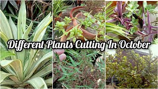 Different plant to grow in October with cutting  October Cutting plants  Humaira Gardening [upl. by Alidia]