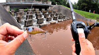 FLASH FLOOD Draws BIG Fish to Urban Spillway [upl. by Popelka]