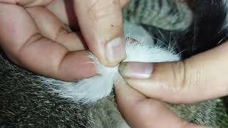 Safely Popping Fleas on Cats 🥰 [upl. by Angadresma]