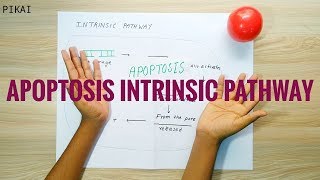 APOPTOSIS INTRINSIC PATHWAY [upl. by Stedt943]