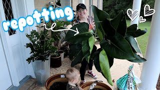 Repotting My Huge Philodendron amp Monstera Albo Update [upl. by Amitie]