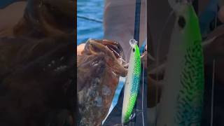 Full Speed Cabrilla Fishing Shallow Water Grouper on YoZuri JerkBaits [upl. by Tannen]