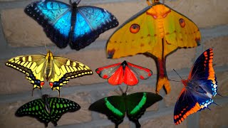 Butterfly amp Moth Compilation MY PETS [upl. by Yasdnil]