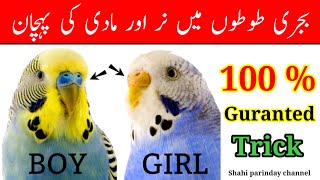 Budgies parrots male female difference  bajri parrots nar aur madi ki pehchan [upl. by Cyrano837]