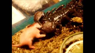 Emperor Scorpion eating pinky mouse [upl. by Alac]