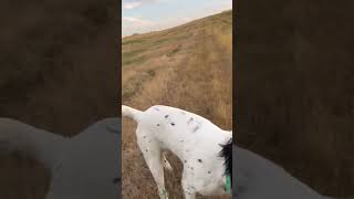 Ripley delivering Sharptail bergbrotherssetters englishsetters hunting [upl. by Uria]