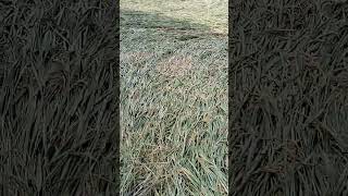 Crop lodging paddyfarming remix song [upl. by Cowley]