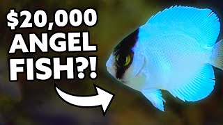 20000 Angel Fish Bred in Captivity Fincasters [upl. by Jezabel]