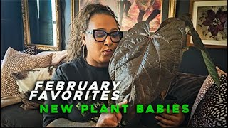 February Favorites and New Plant Babies Lots of new Anthuriums [upl. by Mesics]