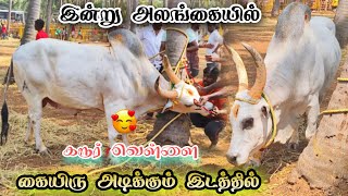 கரூர் வெள்ளை வந்துருச்சே🔥 என்றும் நாயகன் 😍 Pattavanjallikattu [upl. by Lambart481]