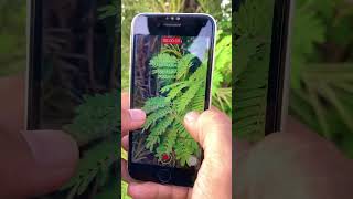 iPhone SE 2020 camera test review shrotsvideoviral🔥📸 [upl. by Dani]