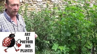 JardinageComment faire une Taille de rajeunissement sur un groseillier à grappes [upl. by Aden]