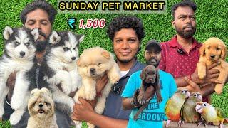 Cheapest Pet Market  Chennai Kozhi Market  Rare Pets  Imported Dog Puppies  Sunday Market [upl. by Seana272]