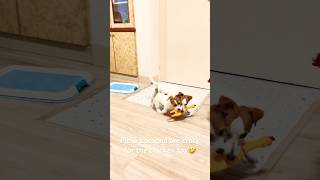 Jack Russell terriers crazy for the chicken toy🤣puppy jrt pets jackrussellterrier jackrussel [upl. by Philbert]