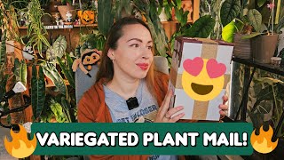 Unboxing variegated plants Growing my Alocasia collection [upl. by Atires380]