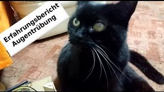 Augentrübung bei Katze Erfahrungsbericht GNM 5BN [upl. by Sido]