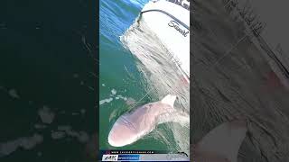 Huge Shark Caught Outside The Golden Gate Bridge Was Our Biggest [upl. by Gotthard]