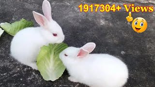 Cute Baby Rabbits PlayingFeeding Activities  Bunny Rabbit Baby Rabbits [upl. by Hendrick]