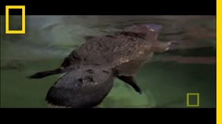 Platypus Parts  National Geographic [upl. by Leoline]