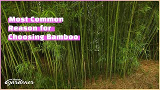 Choosing a bamboo variety  Volunteer Gardener [upl. by Koetke]