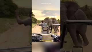 How Elephants Hear Through Their Feet shorts [upl. by Marih]