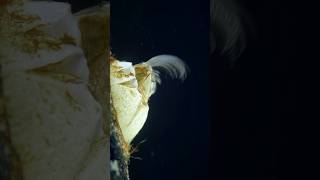 Barnacle Feeding Secrets A Microscopic Wonder [upl. by Weywadt282]