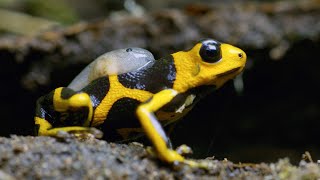 Being a Poison Dart Frog Parent is HARD  4K UHD  Seven Worlds One Planet  BBC Earth [upl. by Delahk]