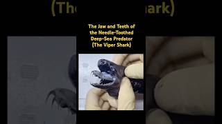 The Jaw and Teeth of the NeedleToothed DeepSea Predator…🦈music sharks sea animals [upl. by Ydak493]