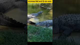 मगरमच्छ कैसे करते है दांत साफ How do crocodiles clean their teeth  shorts viral [upl. by Elberta912]