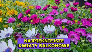 Najpiękniejsze Kwiaty Balkonowe Zestawienie 14 Najładniejszych Kwiatów Doniczkowych na Balkon Taras [upl. by Theodosia]